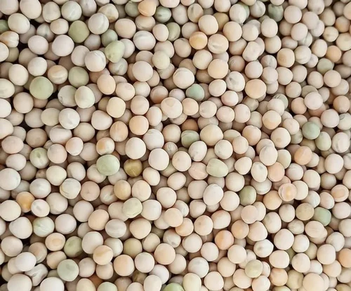 dry pila matar 500 GR. 32/-